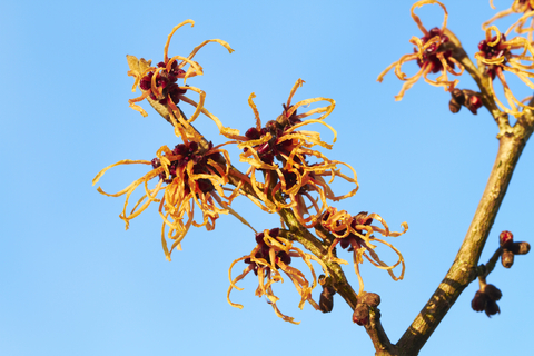 Witchhazel (Hamamelis Virginiana)